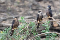 Falcons-perched