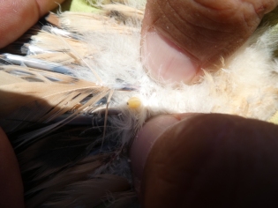 Huevo de mosca plana Ornitophila gestroi